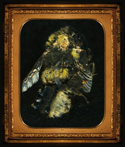 Insecticide 2 by Mat Collishaw