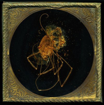 Insecticide 5 by Mat Collishaw