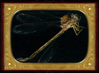 Insecticide 7 by Mat Collishaw