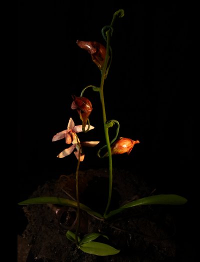 Venal Muse, Lafage by Mat Collishaw