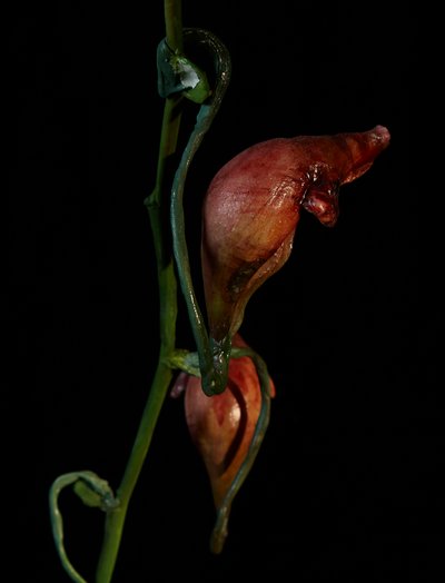 Venal Muse, Lafage by Mat Collishaw