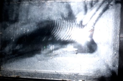 Wormery by Mat Collishaw