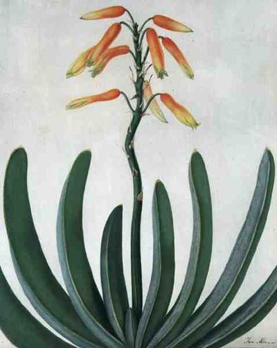 Aloe Striata by Matilda Conyers