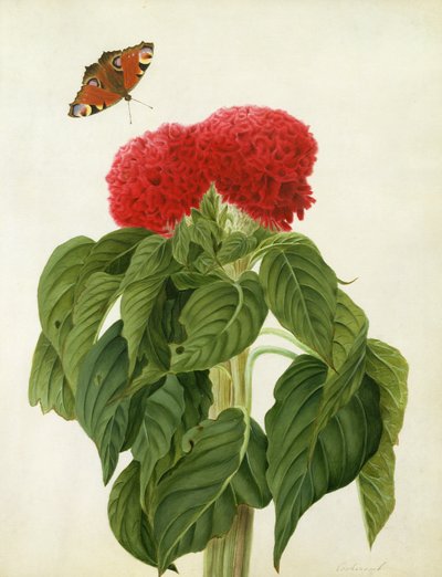 Celosia Argentea Cristata and Butterfly by Matilda Conyers