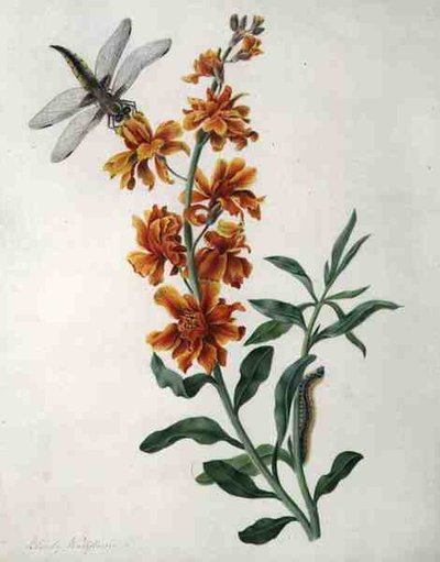 Erysium Cheiri with Dragonfly and Caterpillar by Matilda Conyers