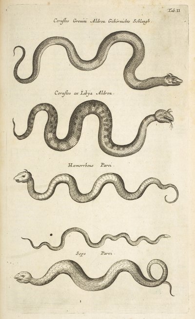 Tab II, Snakes, Illustration from 