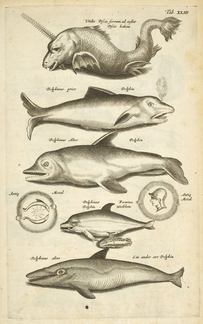 Dolphins, Illustration from 