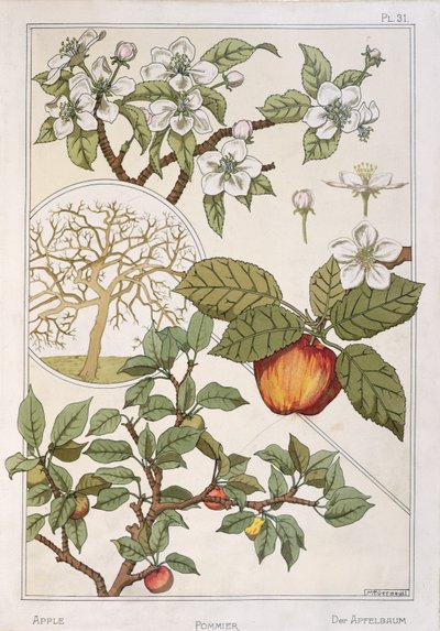 Apple Tree, Fruits and Flowers, from 