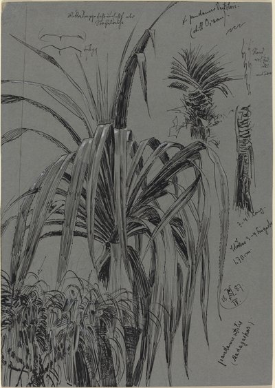 Studies of Screwpines from Madagascar by Max Seliger