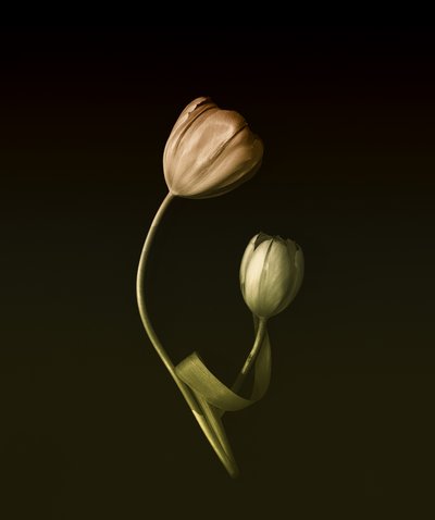 Muted Tulip Embrace by May G