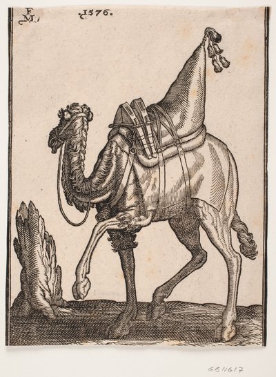 A Saddled-up Dromedary, Profile Towards the Left, with the Animal