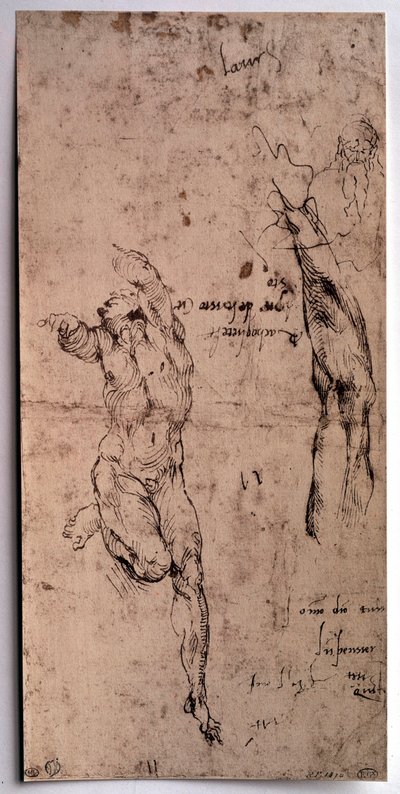 Naked man, arm study by Michelangelo Buonarroti