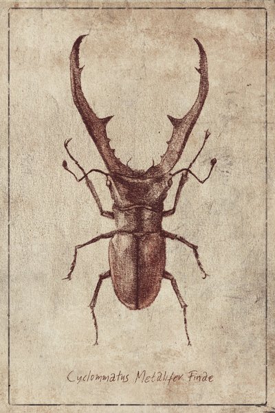 Antique Beetle Illustration by Mike Koubou