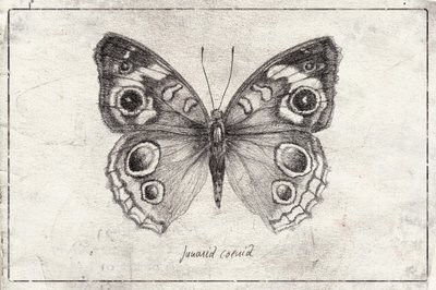 Butterfly Showcases Intricate Wing by Mike Koubou