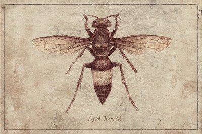 Illustration of a Vespa Tropica by Mike Koubou