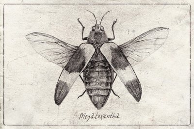Intricate Insect Sketch by Mike Koubou