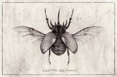 Pencil Drawing of a Eupatorus Gracilicornis Beetle by Mike Koubou