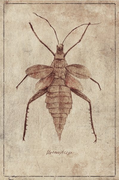 Vintage Insect Illustration by Mike Koubou