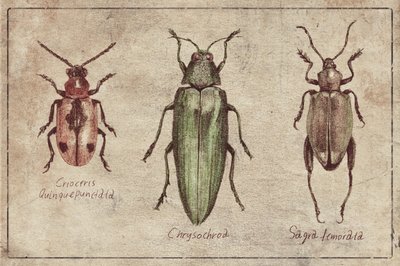 Vintage Insect Taxonomy Trio by Mike Koubou