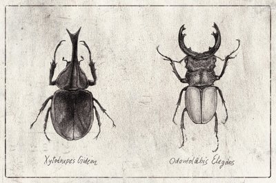 Xylotrupes Gideon Odontolabis Elegans by Mike Koubou