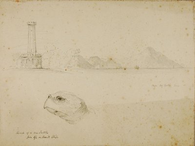 Head of Sea Turtle by Miner Kilbourne Kellogg