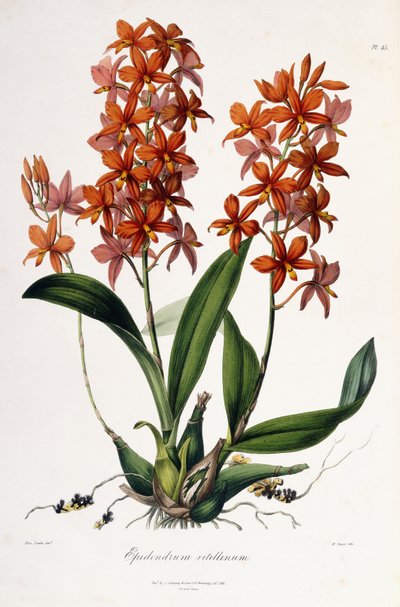 Epidendrum Vitellinum by Miss Drake