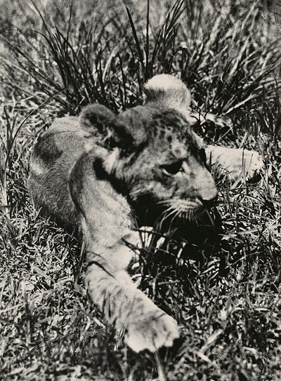 Building an Empire in the Fascist age: an example of a young lion by Modestino Baldinetti