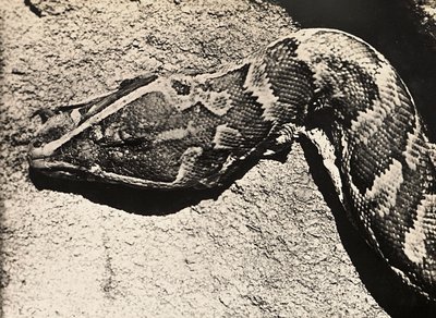 Building an Empire in the Fascist age: head of a python by Modestino Baldinetti