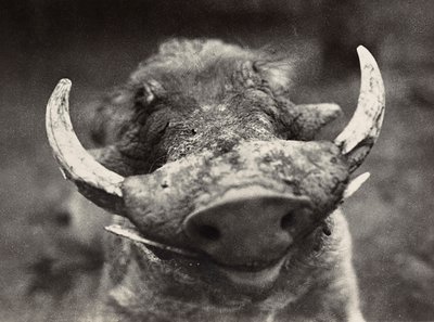 Building an Empire in the Fascist age: head of a wild boar by Modestino Baldinetti