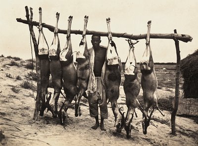 Building an Empire in the Fascist age: some captured deer by Modestino Baldinetti