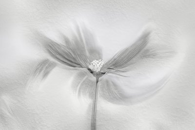 Ethereal Bloom Motion by Molly Fu APA