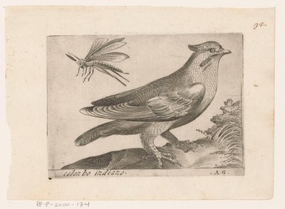 Waxwing (Bombycilla garrulus) Colonbo indiano (title on object) Birds (series title) by Monogrammist AG