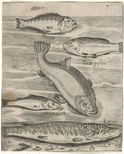 Study Sheet with Five Fish by Monogrammist P+P