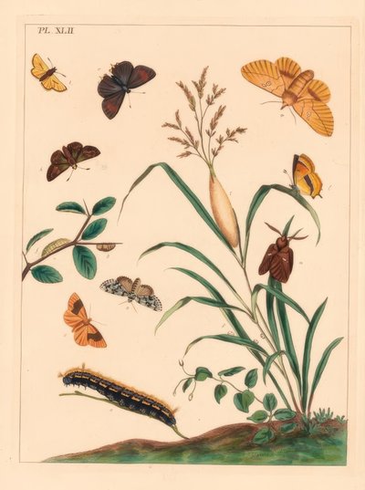 Drinker Moth, Euthrix Potatoria, Brown Hair Streak, Thecla Betulae, Large Skipper, Ochlodes Sylvanus, Small Skipper, Thymelicus Sylvestris, Scarce Marvel du Jour, Dipthera Runica, and Barred Umber, Plagodis Pulveraria by Moses Harris