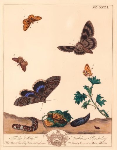 Small Pearl-bordered Fritillary Butterfly, Boloria selene, and Clifden Nonpareil Moth, Catocala fraxini by Moses Harris