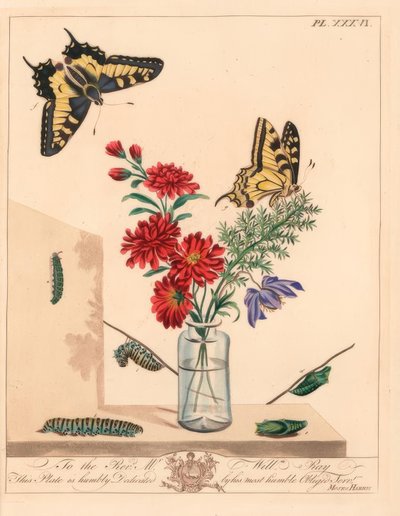 Swallowtail Butterfly, Papilio machaon. Handcoloured Lithograph after an Illustration by Moses Harris