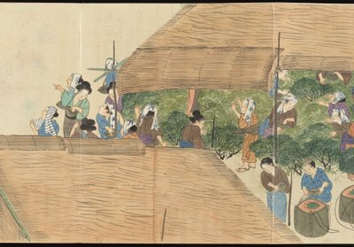 Illustrations of Uji Tea Production by Motonari Sait?