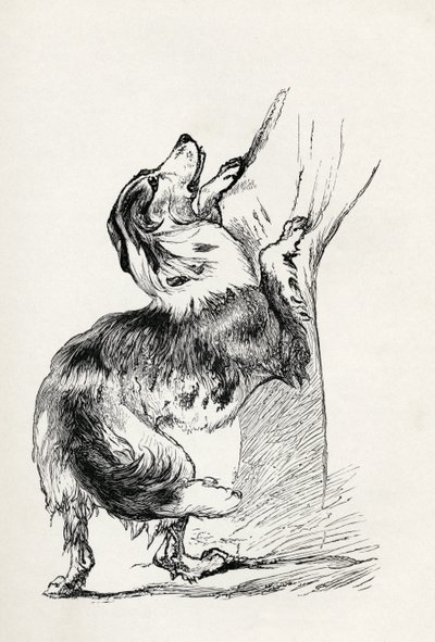 Half bred Shepherd Dog caressing his master, from Charles Darwin