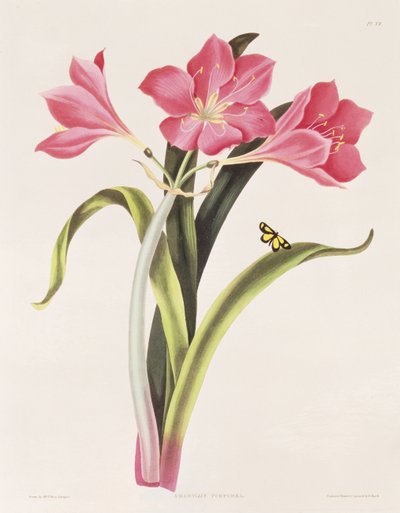 Amaryllis Purpurea, Plate 39 from 