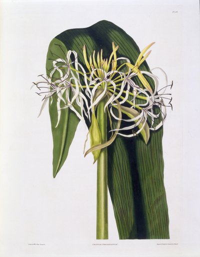 Crinum Declinatum, Plate 43 from 