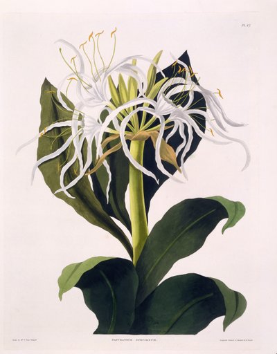 Pancratium Speciosum by Mrs Edward Bury