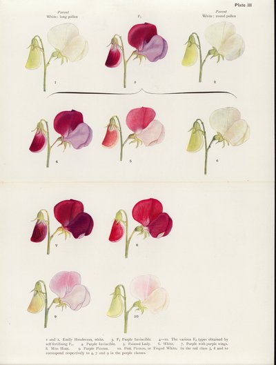 Reversion in Sweet Peas by Muriel Wheldale (after) Onslow