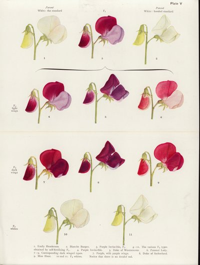 Spurious Allelomorphism in Sweet Peas by Muriel Wheldale (after) Onslow