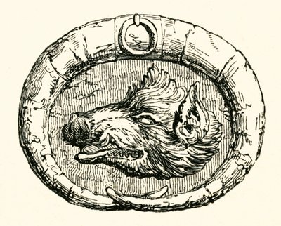 Boar