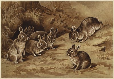 Baby Bunnies by N. Parker