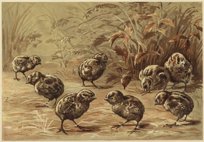 Mother Partridge by N. Parker