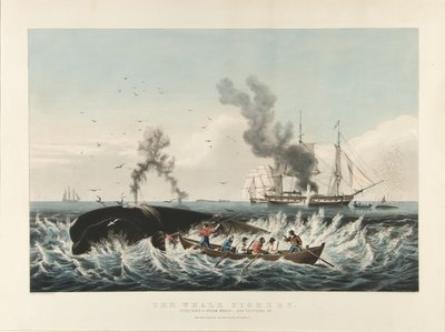The Whale Fishery: Attacking a Sperm Whale and 