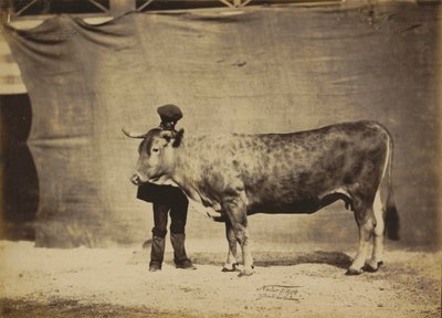 Garonnaise Cow, Aged 5 to 6 Years by Nadar Jeune (1825 1903)