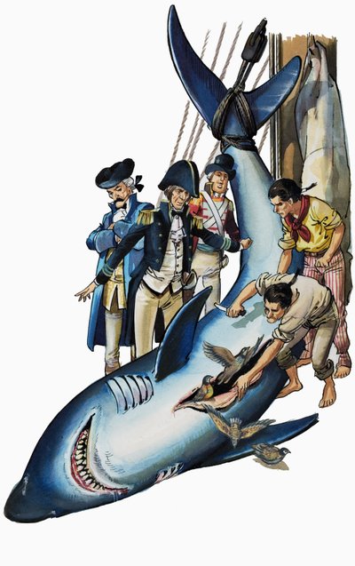 Opening the Stomach of a Shark by Nadir Quinto