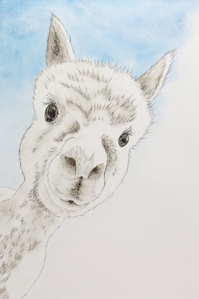 Curious Alpaca Portrait by Natalie Bruns
